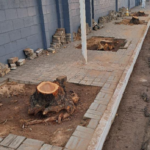 Onde estão as árvores? Prefeitura vai investigar corte de árvores sem autorização em avenida de Imperatriz