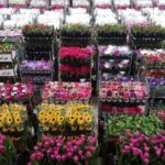 Pesquisa do Procon/MA revela variação de até 375% no preço de flores para o Dia das Mães