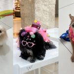 PET Folia movimenta Golden Shopping Calhau com concurso e adoção de animais