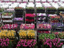 FOTO-ORESTES-VENDA-FLORES-DIA-DAS-MAES-01